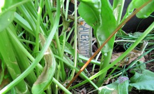 GG-2015_07b - Design