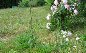 GG-2015_09c - Wegwarten