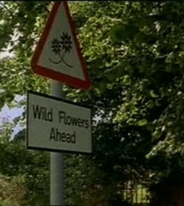 Wildflowers ahead - Film