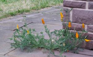 GG-2015_12d - 5 Jahre