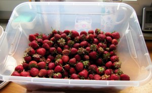 M-2015_03a - Erdbeere