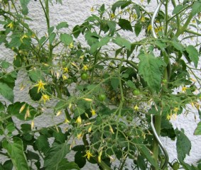 TE-2015_12g - Sweet Pea