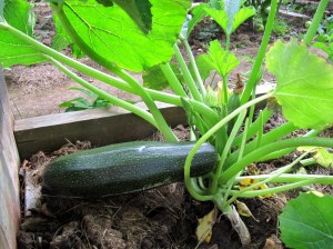 GG-2015-19 - Zucchini 1