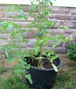 TE-2015_# - Überlebenskünstler 1