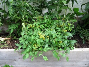 TE-2015_# - Überlebenskünstler 2