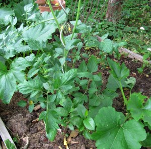 TE-2015_# - Überlebenskünstler 3