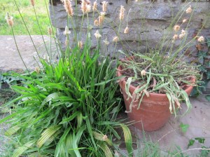 GG-2015_21 - Topfgarten