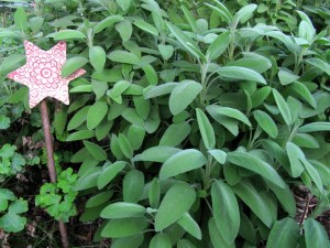 KG-2016_01a - Salbei