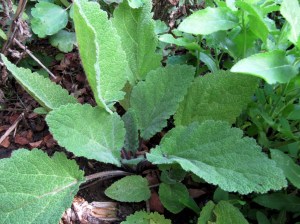 KG-2016_01b - Muskateller-Salbei