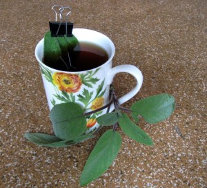 KG-2016_01c - Hustentee