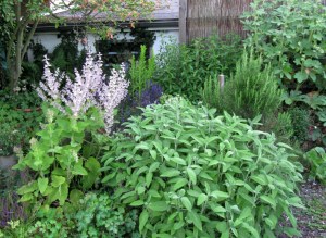 KG-2016_01e - Muskateller-Salbei