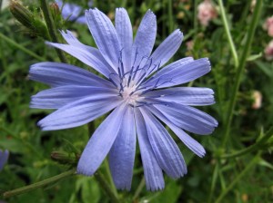 Blüte einer Wegwarte (Cichorium intybus)