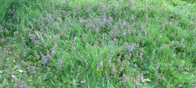 KG-2016_03a - Gundermann