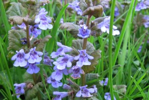 KG-2016_03c - Gundermann