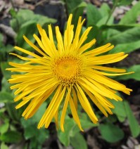 Alant. Detailaufnahme der gelben Blüte.