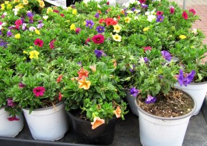 GG-2016_29 - Kauderwelsch