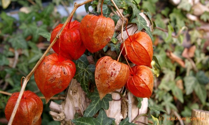 herbst-2014-10-small