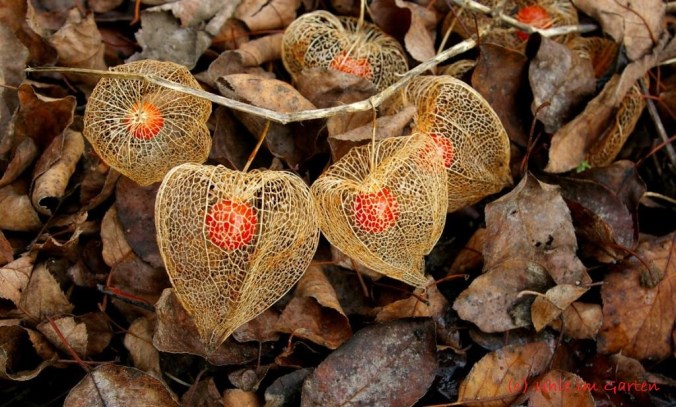 herbst-2014-02-small