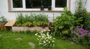 tomatenkiste-2013-4-kopie