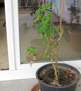 Tomatenpflanaze auf dem Balkon