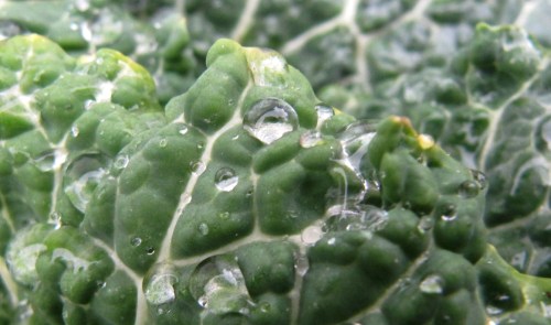 Wirsing, Detailansicht mit Tautropfen