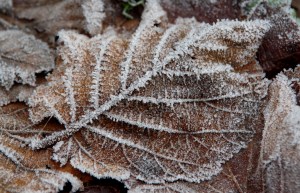 Einzelnes Herbstlaubblatt mit Eiskristallen überzogen.
