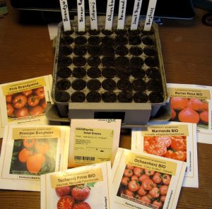 Mehrere Saatgut-Tütchen mit Fleischtomaten vor einer Anzuchtschale