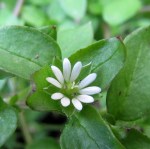 Blüte der Vogelmiere