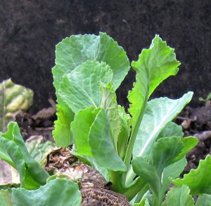 Einzelne junge Wirsingblätter