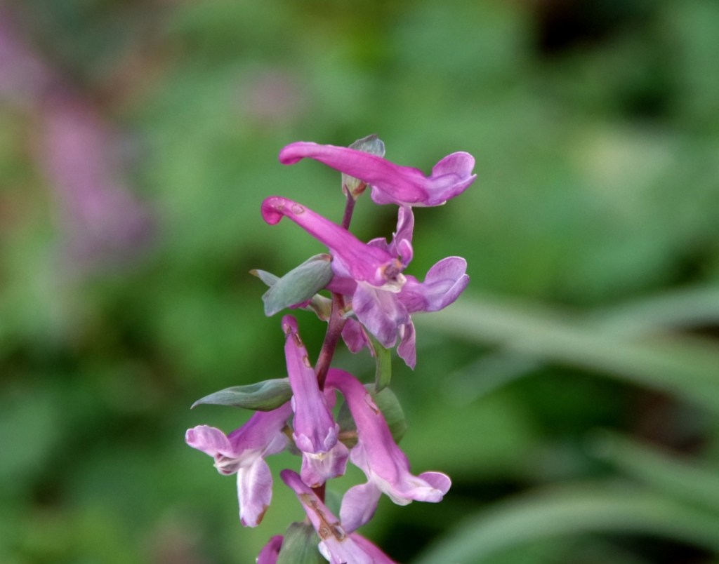 Blüte des Lerchensporn