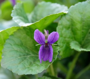 Blüte eines Duftveilchens