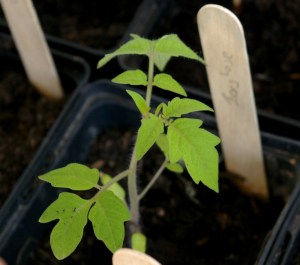 Detailsaufnahme eines Tomatensetzlings