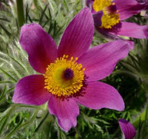 Blüte der Küchenschelle