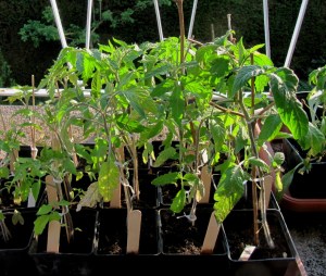 Vorgezogene Tomatenpflanzen