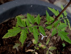 Tomatenpflanze - Rose de Berne