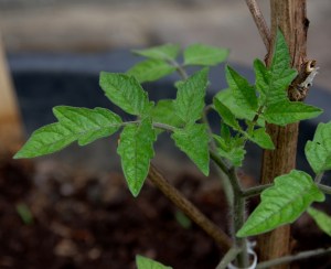 Tomatenpflanze - Marmande
