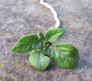 Blätter einer jungen Kartoffelpflanze