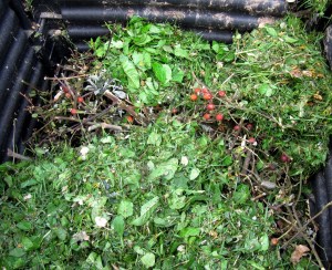 Blick in einem halb mit Grünschnitt gefüllten Thermokomposter