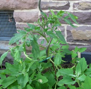 Tomate und Melde im gemeinsamen Pflanzkübel