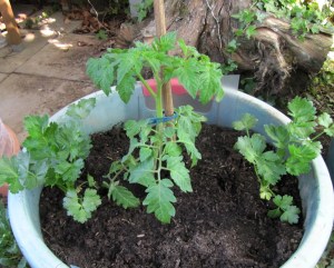 Tomate und Knollensellerie im gemeinsamen Pflanzkübel