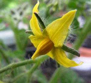 Tomatenblüte