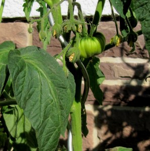 Grüne (unreife) Tomate an einer Pflanze