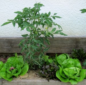 Tomatenpflanze mit Salatköpfen in einem Beet