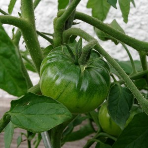 Unreife Tomate der Sorte Tschernij Prinz