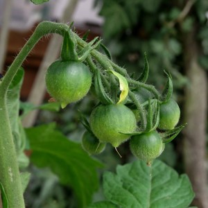 Unreife Tomate der Sorte Ruthje