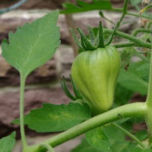 Unreife Tomate der Sorte Ochsenherz