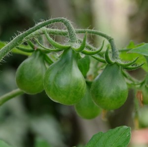 Unreife Früchte der Tomatensorte Sibirisches Birnchen