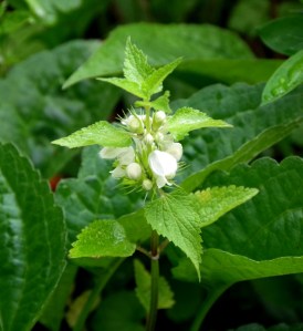Blüte der Weißen Taubnessel