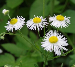 Blüte des Feinstrahls
