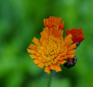 Blüte des Orangeroten Habichtskrauts